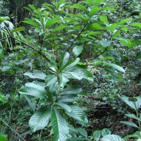 Meliosma simplicifolia (Roxb.) Walp.